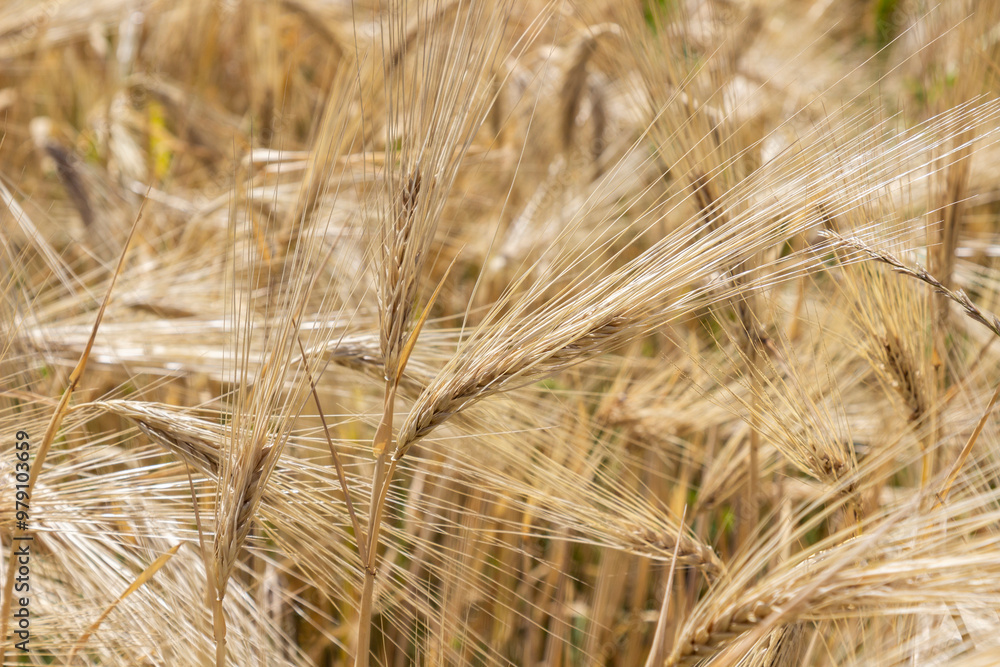 Spikelets of rye in the field. Close up. Spikelets of rye in the field. Close up.