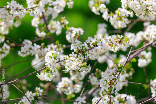 A tree with white flowers is in a green field