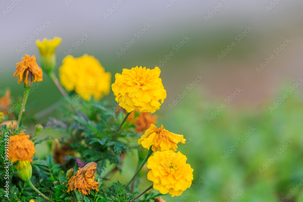 A bunch of yellow flowers with brown stems A bunch of yellow flowers with brown stems