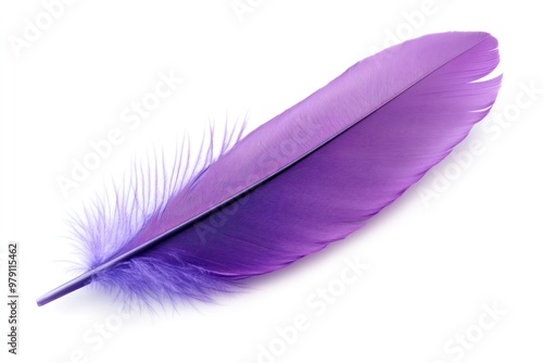 Vibrant purple feather isolated.