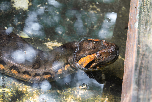 The head of a giant Amazon snake emerges from the water. Green Anaconda- Eunectes murinus snake in korat zoo Thailand. photo