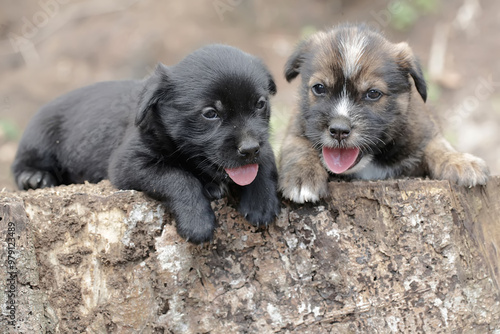 Two cute puppies are resting on a dry tree trunk. Mammals that are commonly used as human pets have the scientific name Canis lupus familiaris.