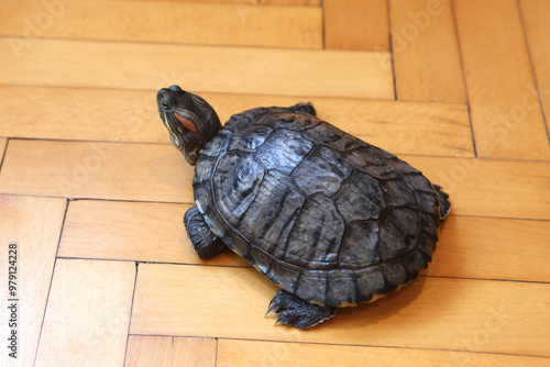 People care for and play with a pet red-eared turtle. photo