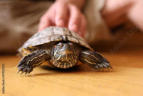 People care for and play with a pet red-eared turtle. photo