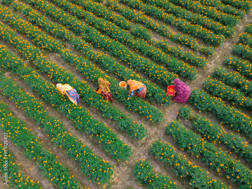 Aerial view of a vibrant marigold flower garden with people picking flowers, Jhikargacha Upazila, Jassore, Bangladesh.