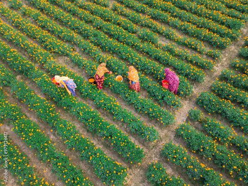 Aerial view of vibrant marigold flower garden with women picking flowers, Jhikargacha Upazila, Jassore, Bangladesh. photo