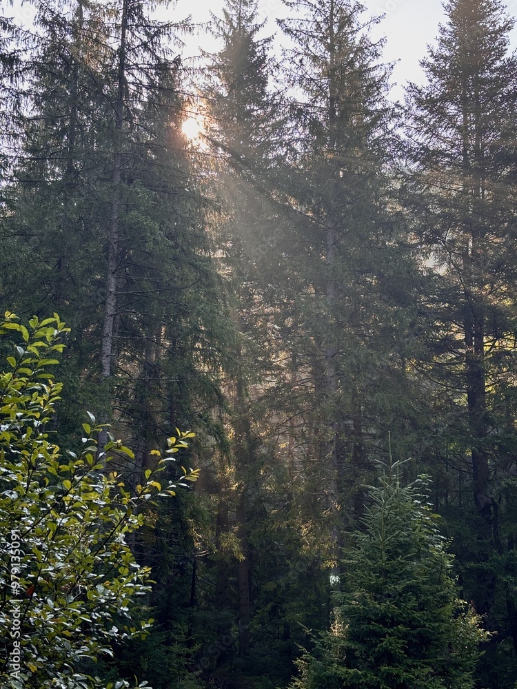 Sunlight streaming through dense pine trees, illuminating the lush forest and creating a tranquil, ethereal atmosphere. Sunlight streaming through dense pine trees, illuminating the lush forest and creating a tranquil, ethereal atmosphere.