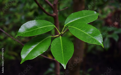 Wallpaper Mural Green leaves in the forest, natural for making background images. Torontodigital.ca