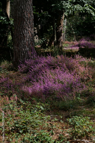 path in the woods