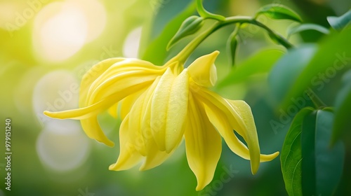 A Single Ylang Ylang Flower in Bloom with a Soft Bokeh Background photo