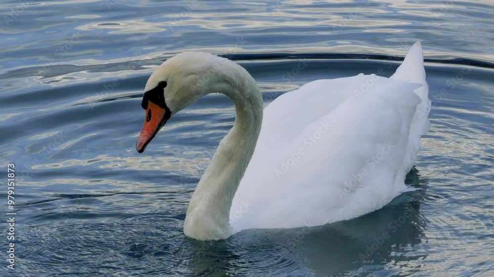 Mute Swan Bathing in Serene Waters Mute Swan Bathing in Serene Waters