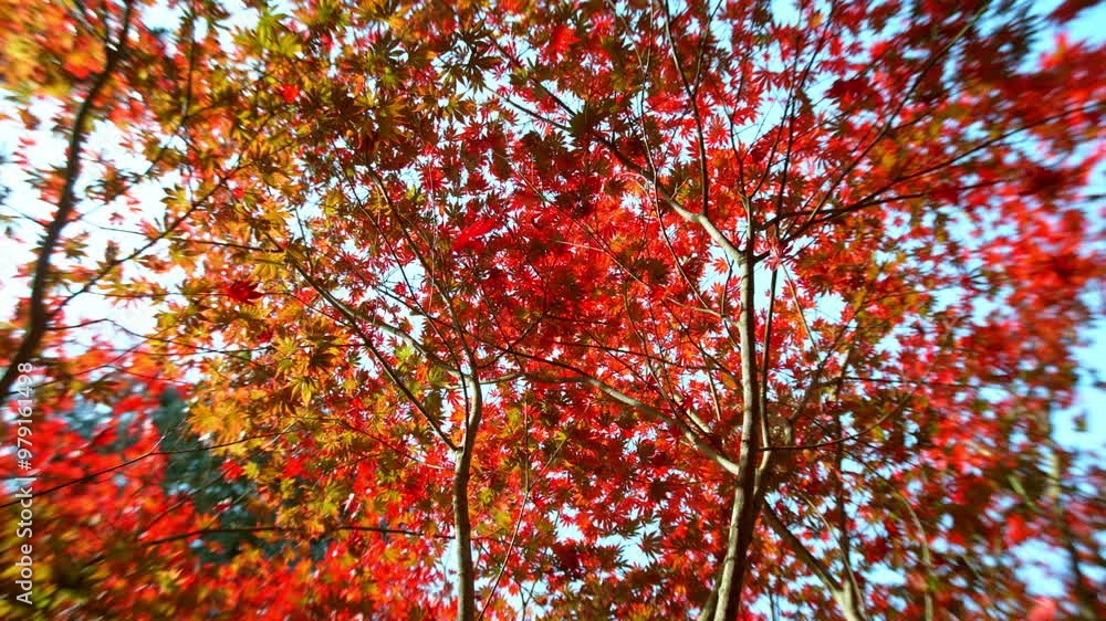 Super Slow Motion of Autumn Red Maple Leaves Wavering and Falling Down . Filmed on High Speed Cinema Camera , 1000 fps . Beautiful Autumn Moody Colored Background . Super Slow Motion of Autumn Red Maple Leaves Wavering and Falling Down . Filmed on High Speed Cinema Camera , 1000 fps . Beautiful Autumn Moody Colored Background .