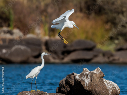 Little egret (Egretta garzetta). photo