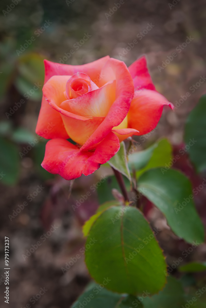 Fototapeta premium Rose Rose Dream. Exquisite varieties of roses in the rose garden