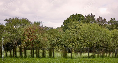 Nachhaltiger, naturbelassener Garten mit Obstbäumen und Gartenzaun symbolisiert Nachhaltigkeit, Naturschutz, Biodiversität und Artenvielfalt