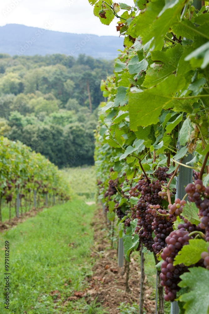 Weinberg im Weinbaugebiet hessische Bergstraße mit leckeren, roten Weintrauben Weinberg im Weinbaugebiet hessische Bergstraße mit leckeren, roten Weintrauben