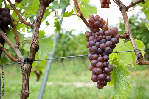 Wein als religiöses Symbol und Sinnbild für deutsche Tradition und Kultur photo