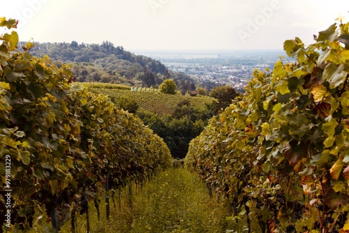 Herbstliche Weinberge im Weinbaugebiet hessische Bergstraße (Bensheim) mit saftigen, reifen Weintrauben, warmen Farben und Ausblick ins Tal photo