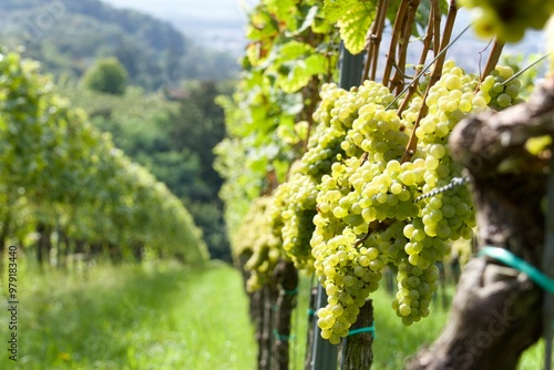 Grüne, saftige Weintrauben an einer reifen Rebe auf dem Weinberg im Weinbaugebiet hessische Bergstraße photo