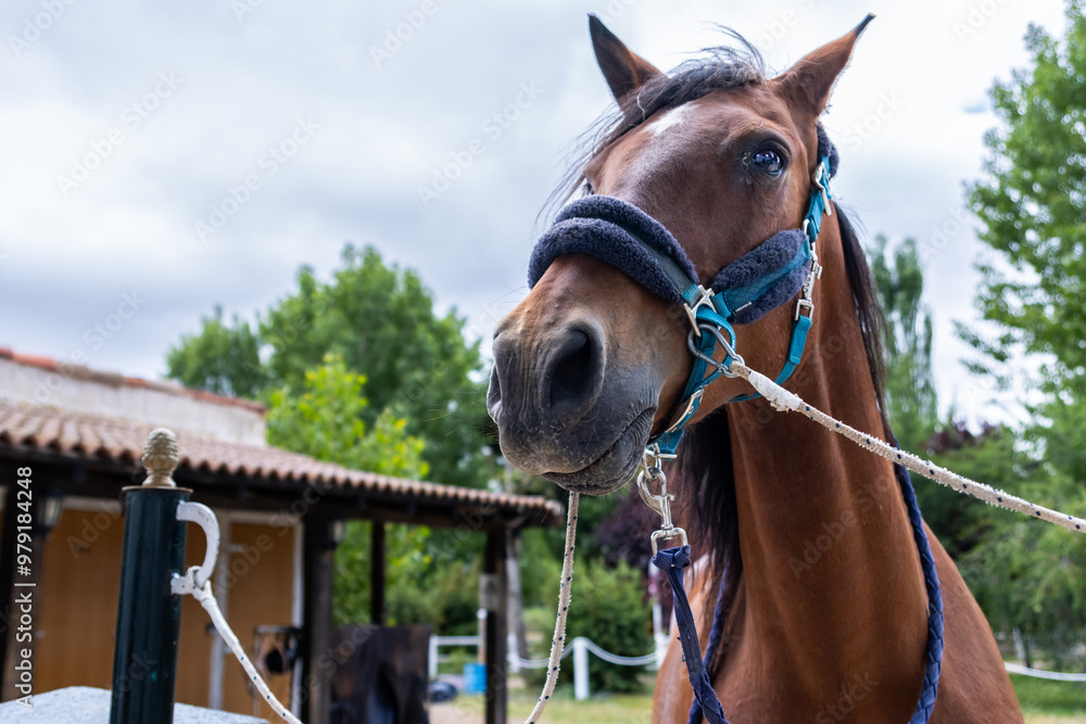 Fototapeta premium A brown horse with a blue bridle is standing in a field