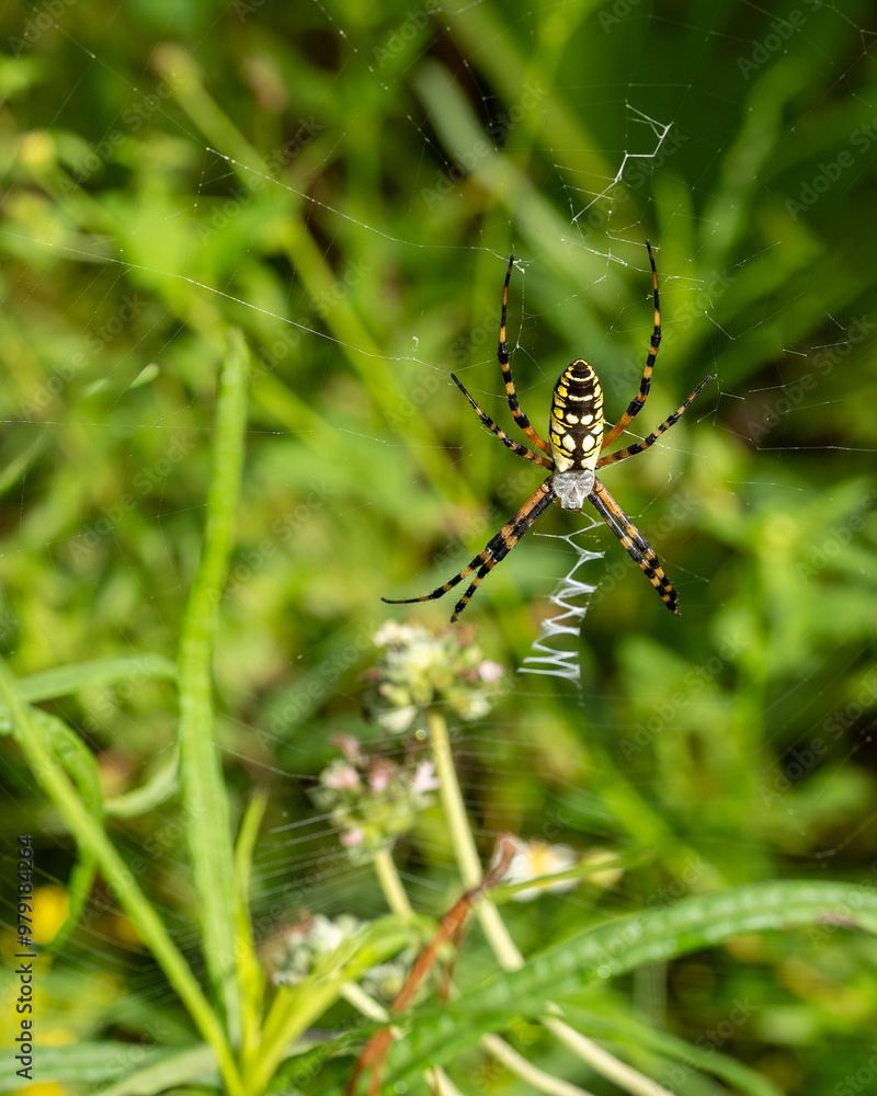 A full dorsal view of the Yellow Garden Spider, Argiope aurantia, in its web. Blurred foliage in the background. A full dorsal view of the Yellow Garden Spider, Argiope aurantia, in its web. Blurred foliage in the background.
