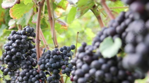 Saftige, rote Weintrauben an einer Weinrebe am Weinberg, reif für die Lese (Video) photo