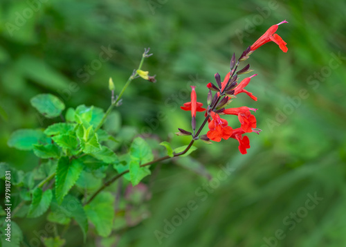 Selective focus on a tall stem of bright red salvia flowers, Salvia coccinea, on a green background of blurred foliage.