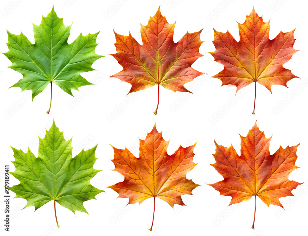 Set and collection of beautiful fall leaves isolated on a transparent background with outline outline. Plants and flowers concept. Set and collection of beautiful fall leaves isolated on a transparent background with outline outline. Plants and flowers concept.