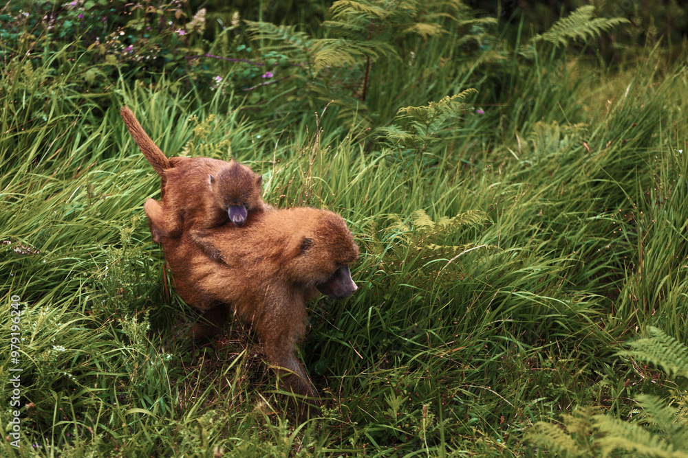 Obraz premium Baboon with baby riding on its back in the grass