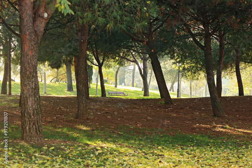 Autumn is coming to the park