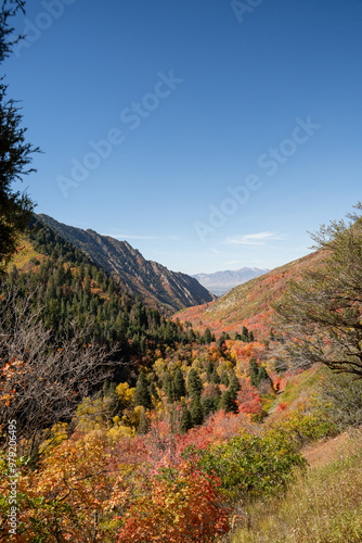 A beautiful view of trees changing to Fall colors in Millcreek Canyon, Utah. photo