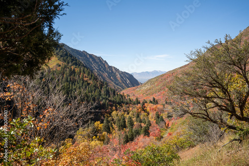 A beautiful view of trees changing to Fall colors in Millcreek Canyon, Utah.