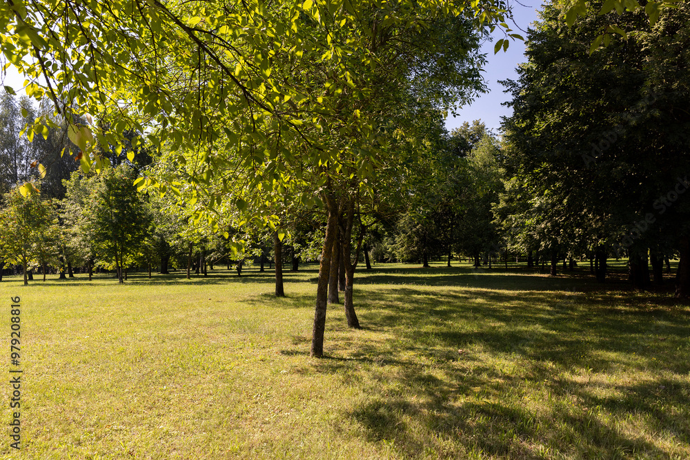 different deciduous trees in a mixed park in summer different deciduous trees in a mixed park in summer