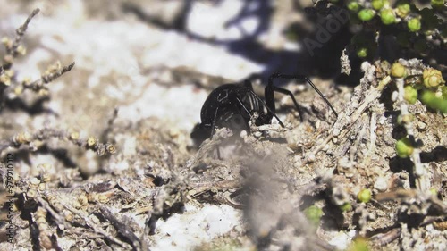 Steppe spider (Latrodectus tredecimguttatus), Black Widow moves on windy day, females roams in late summer in search of place to put cocoons with hundreds of eggs each. North Black Sea salt steppe photo