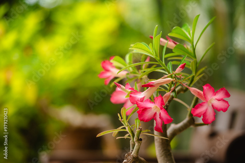 Vibrant Pink Adenium Flowers on Thick Succulent Stems, Potted in Rustic Container with Lush Green Leaves, Showcasing Exotic Beauty in Natural Garden Setting photo