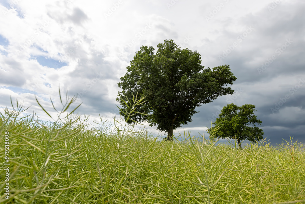 Fototapeta premium a tree growing in a rapeseed field in cloudy weather