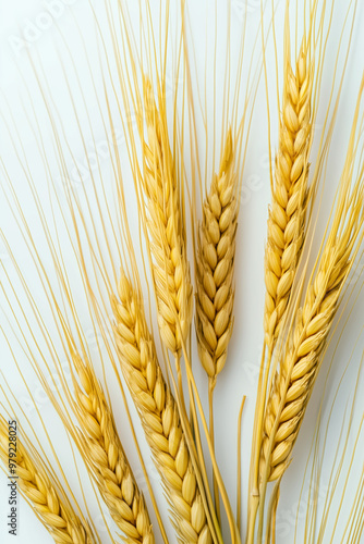 Barley / grain on a white isolated background. photo