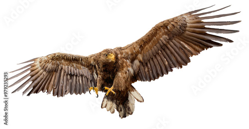 Big eagle in flight, isolated
