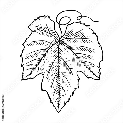 Hand drawn grape leaf. Vector illustration