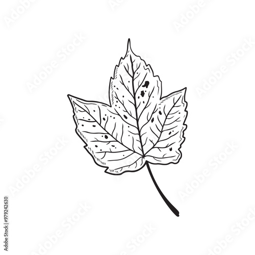 Beautiful detailed birch ashleaf maple in black isolated on white background. Hand drawn vector sketch illustration in doodle engraved vintage line art style. Autumn leaves, botanical art