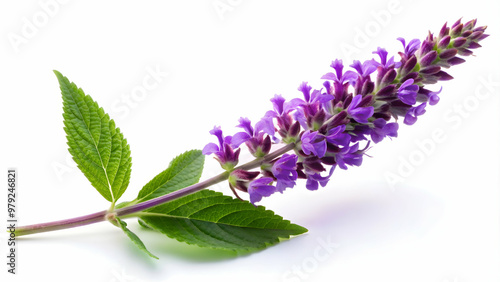 Purple flower of lilac sage or whorled clary isolated on white background, purple, flower, lilac sage, whorled clary photo