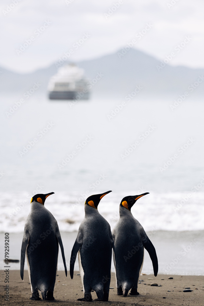 Obraz premium King penguins on the beach at Moltke Harbour, Royal Bay, on the remote sub-Antarctic island of South Georgia, overlooking the tranquil waters with a cruise ship in the distance. 