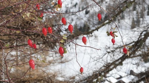 Landscape wiht  snow and rose fruit in winter photo