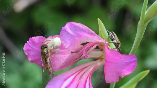 Crab spider attacks an insect on Gladiolus italicus, crab spider, Thomisus, photo