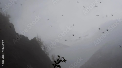 caddysfly,  in flight,  fall, forest, in the fog, mountain, caddysflies in flight in autumnal forest, caddisfly , caddis-fly, trichopteran,  tricoptera, autumn, fall,  mountain, Valle d'Aosta, Italy,  photo