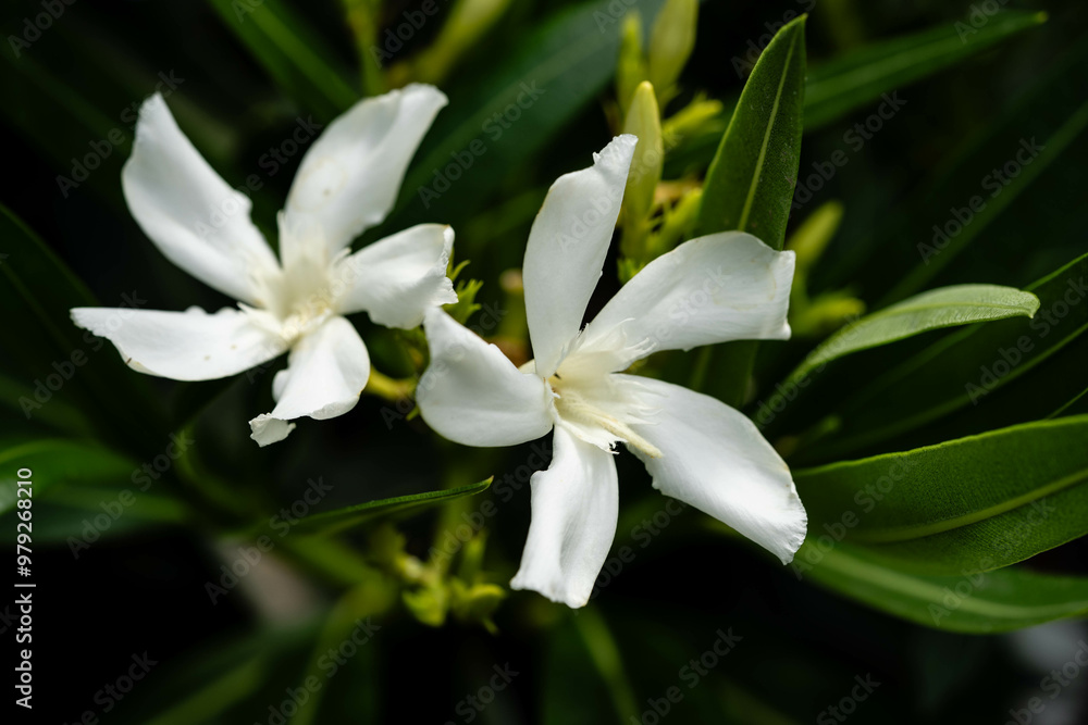 Fototapeta premium Die giftige Gartenblume nerium Oleander apocynaceae ganz in weiß
