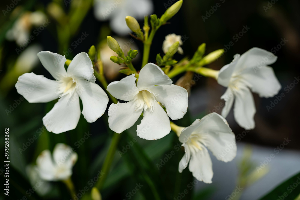Die giftige Gartenblume nerium Oleander apocynaceae ganz in weiß Die giftige Gartenblume nerium Oleander apocynaceae ganz in weiß