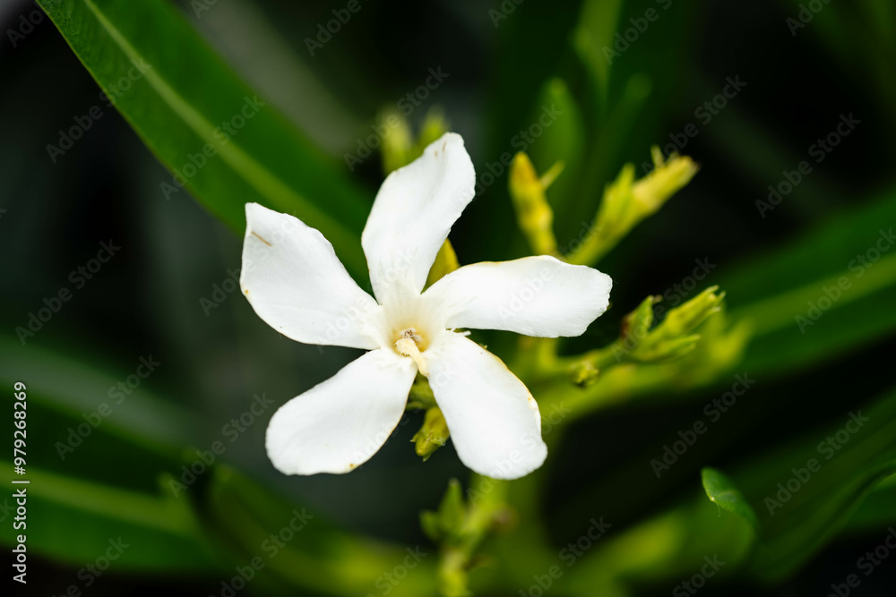 Fototapeta premium Die giftige Gartenblume nerium Oleander apocynaceae ganz in weiß