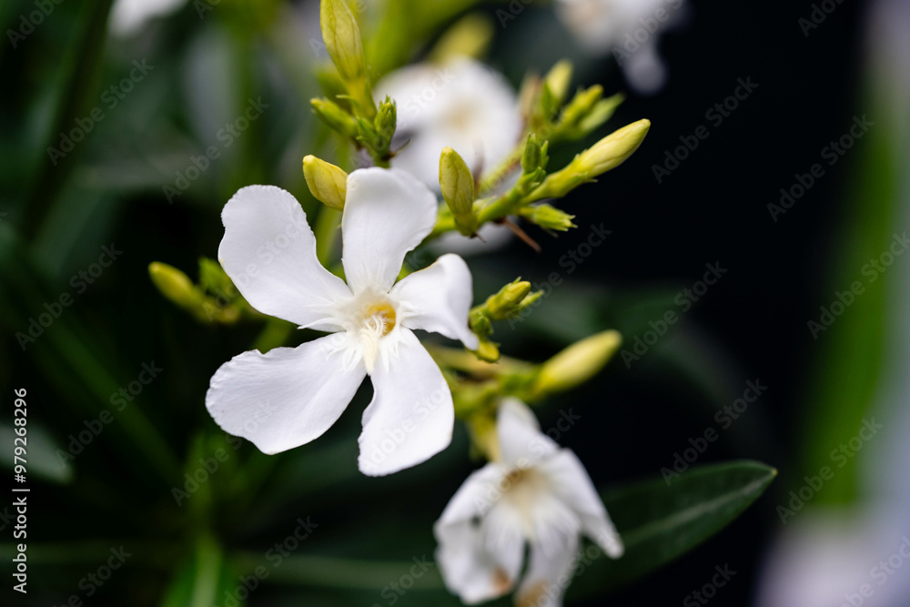 Die giftige Gartenblume nerium Oleander apocynaceae ganz in weiß Die giftige Gartenblume nerium Oleander apocynaceae ganz in weiß