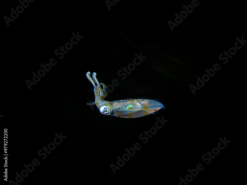 Quadro su tela Squid isolated on black